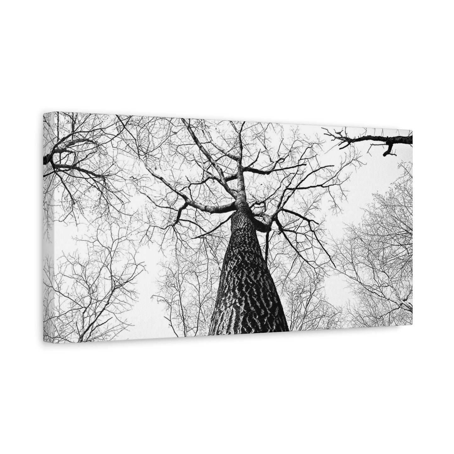 Black & White Tree Canopy Matte Canvas Wall Art — Upward Forest Photography