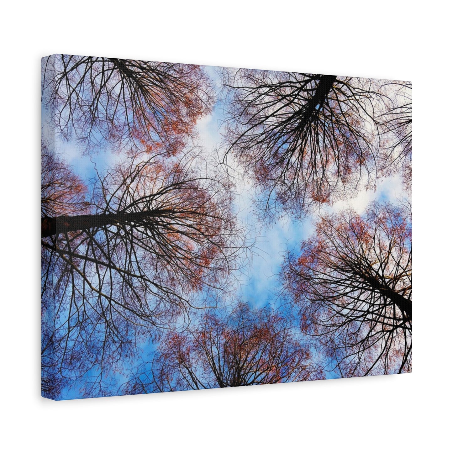 Canopy Sky Canvas Print — Winter Tree Tops Wall Art
