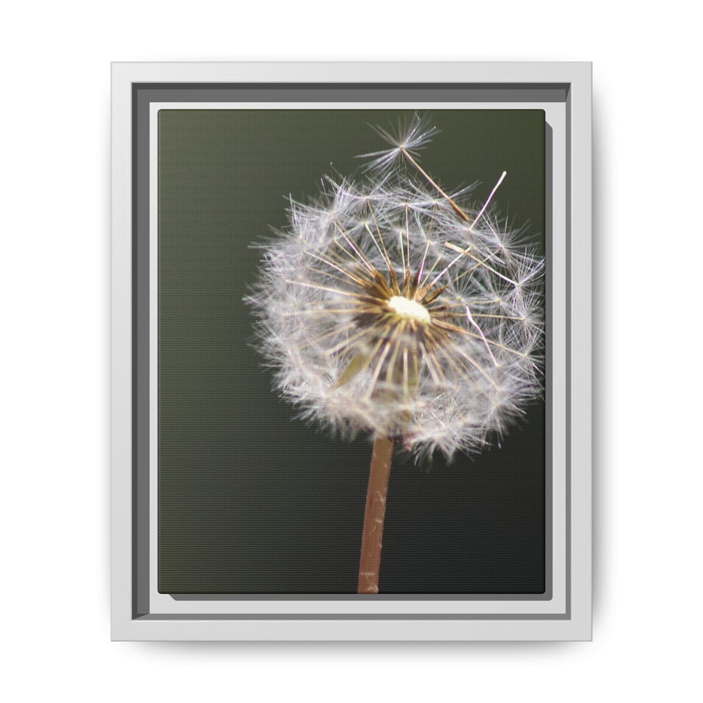Framed Dandelion Canvas Print — Matte Botanical Wall Art