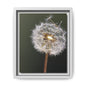 Framed Dandelion Canvas Print — Matte Botanical Wall Art