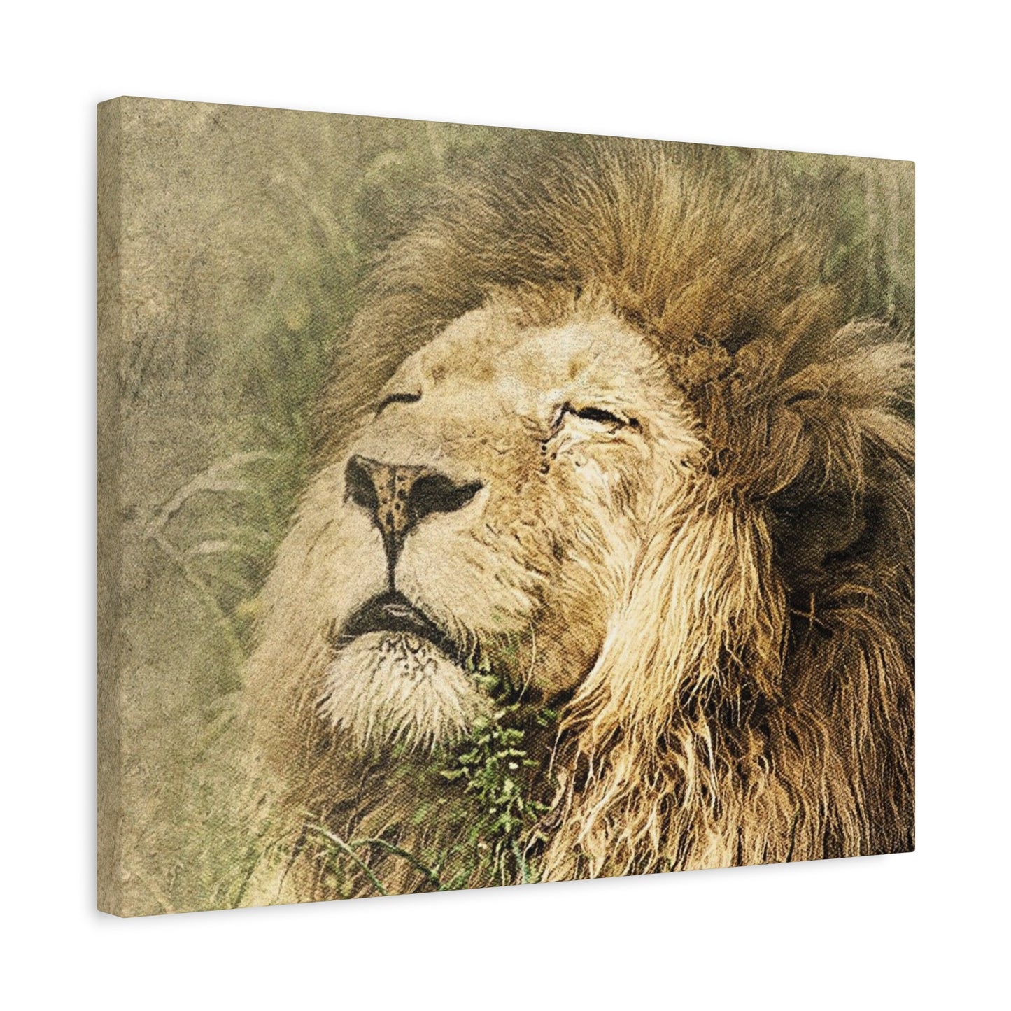 Lion Portrait Matte Canvas Print — Stretched 1.25" Wall Art