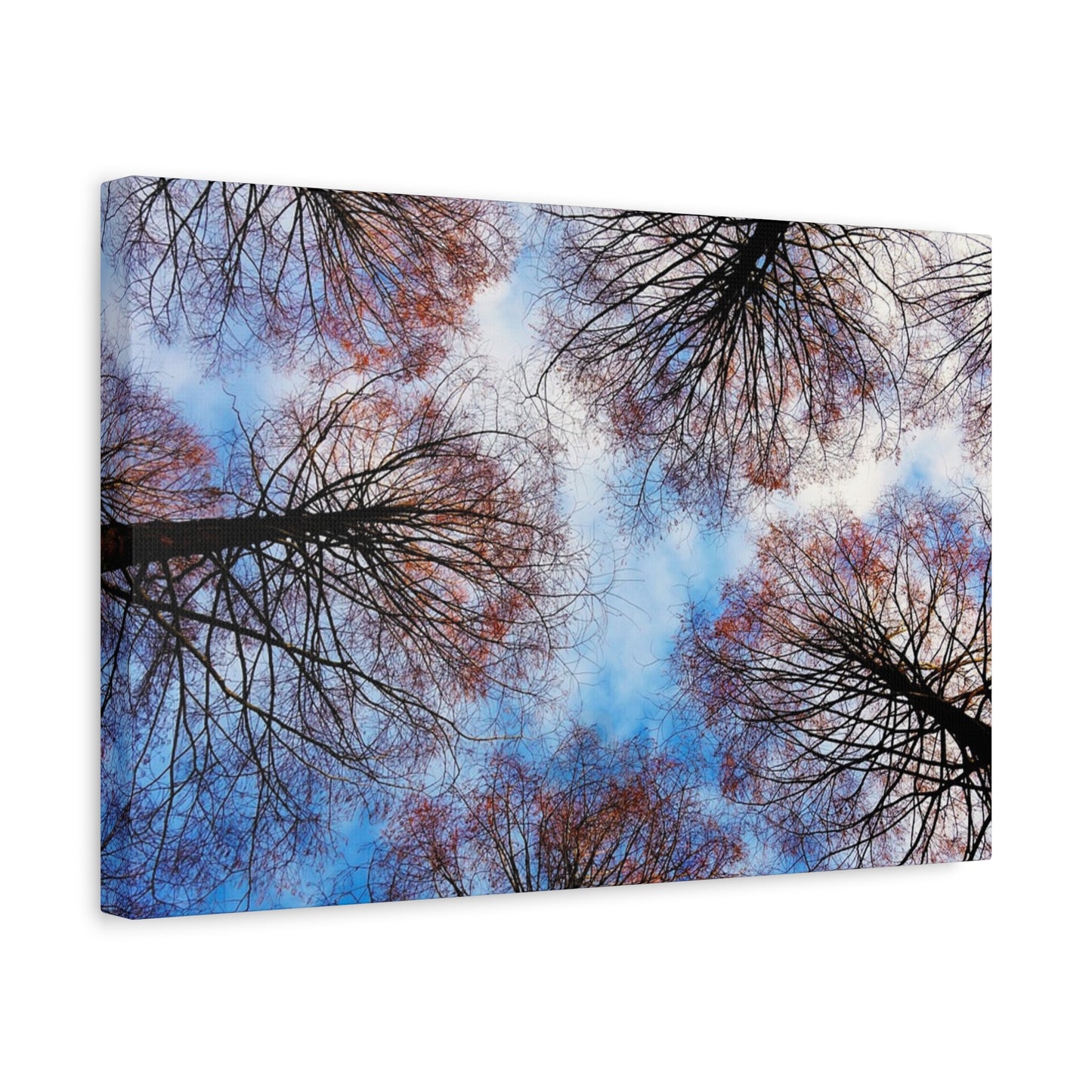 Canopy Sky Canvas Print — Winter Tree Tops Wall Art