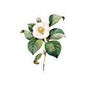 Vintage Camellia Flower Sticker — Botanical Kiss-Cut Decal for Laptops & Journals