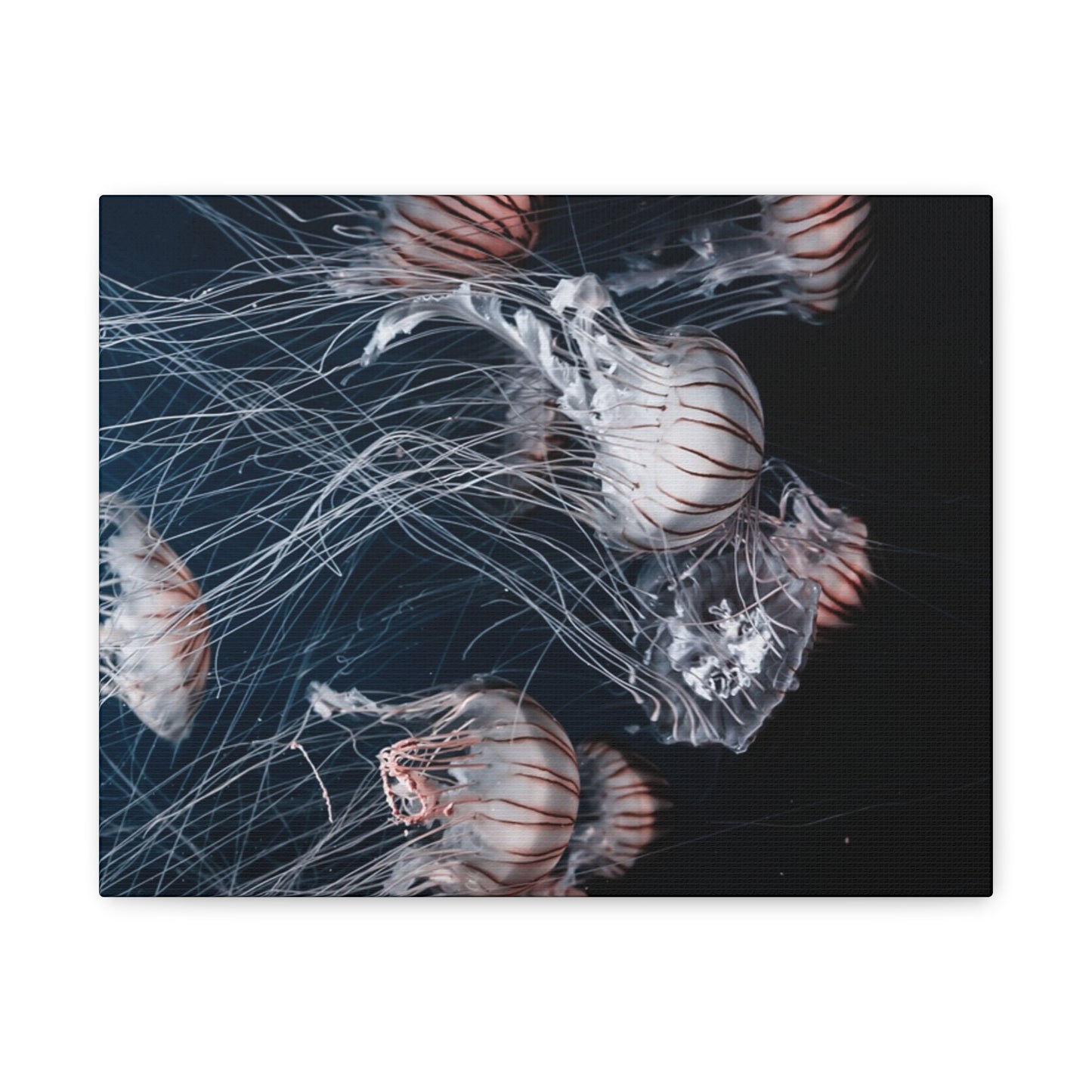 Jellyfish Swarm Matte Stretched Canvas