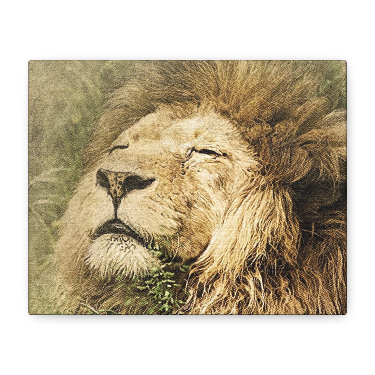 Lion Portrait Matte Canvas Print — Stretched 1.25" Wall Art