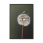 Framed Dandelion Canvas Print — Matte Botanical Wall Art