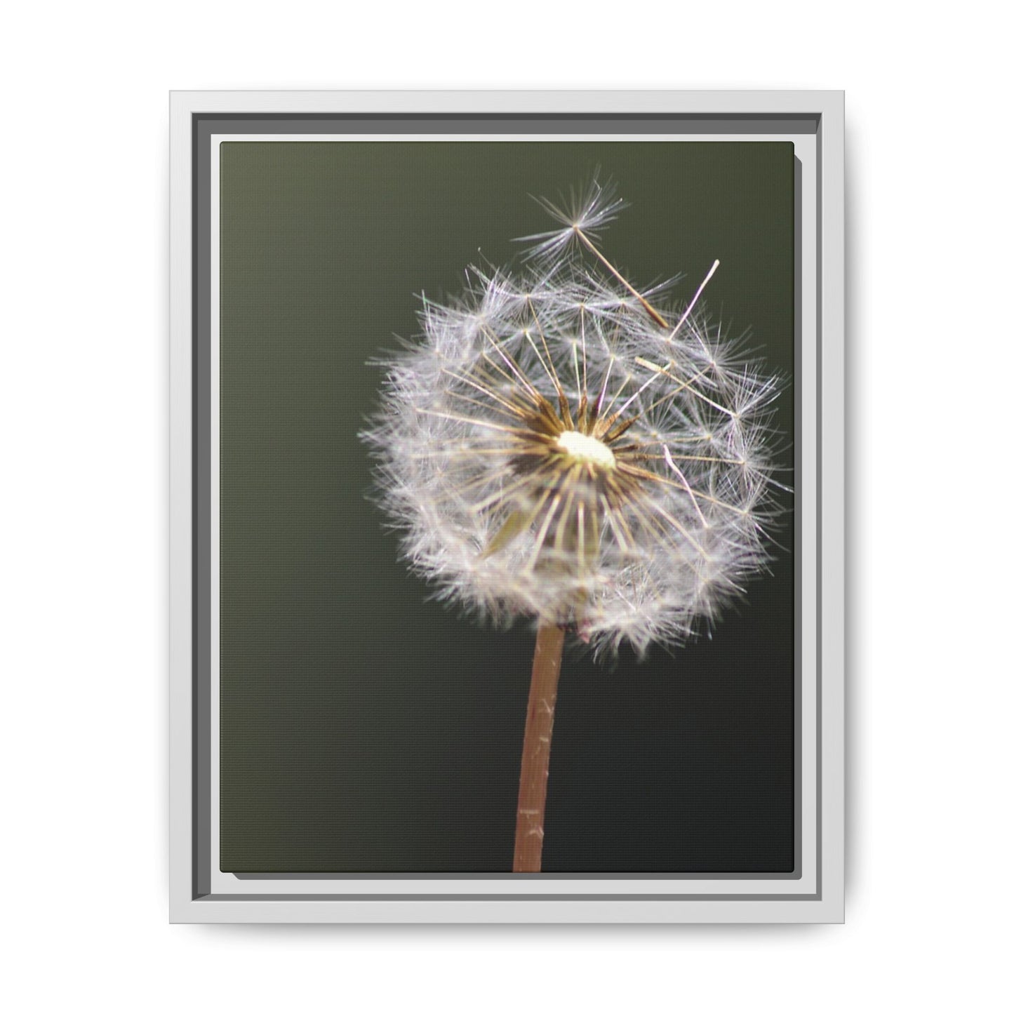 Framed Dandelion Canvas Print — Matte Botanical Wall Art