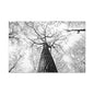 Black & White Tree Canopy Matte Canvas Wall Art — Upward Forest Photography
