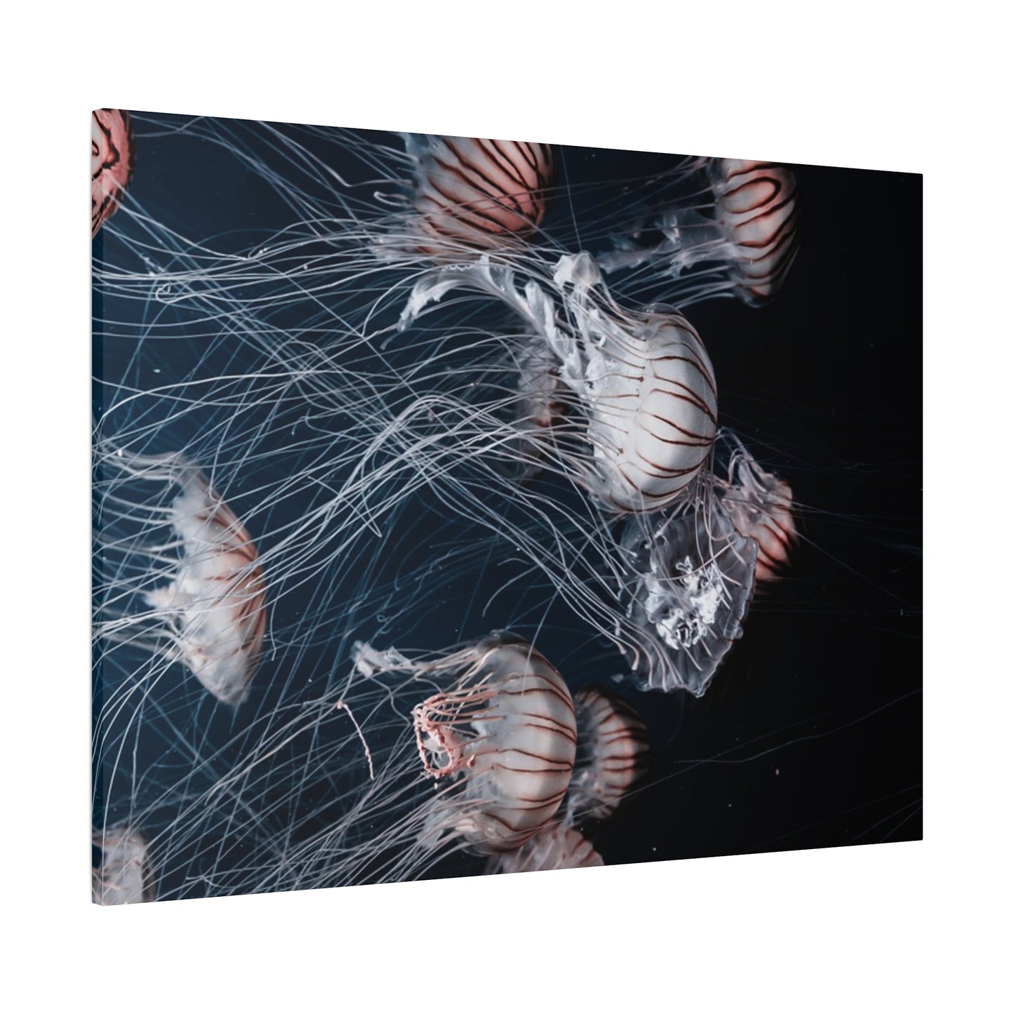 Jellyfish Swarm Matte Stretched Canvas