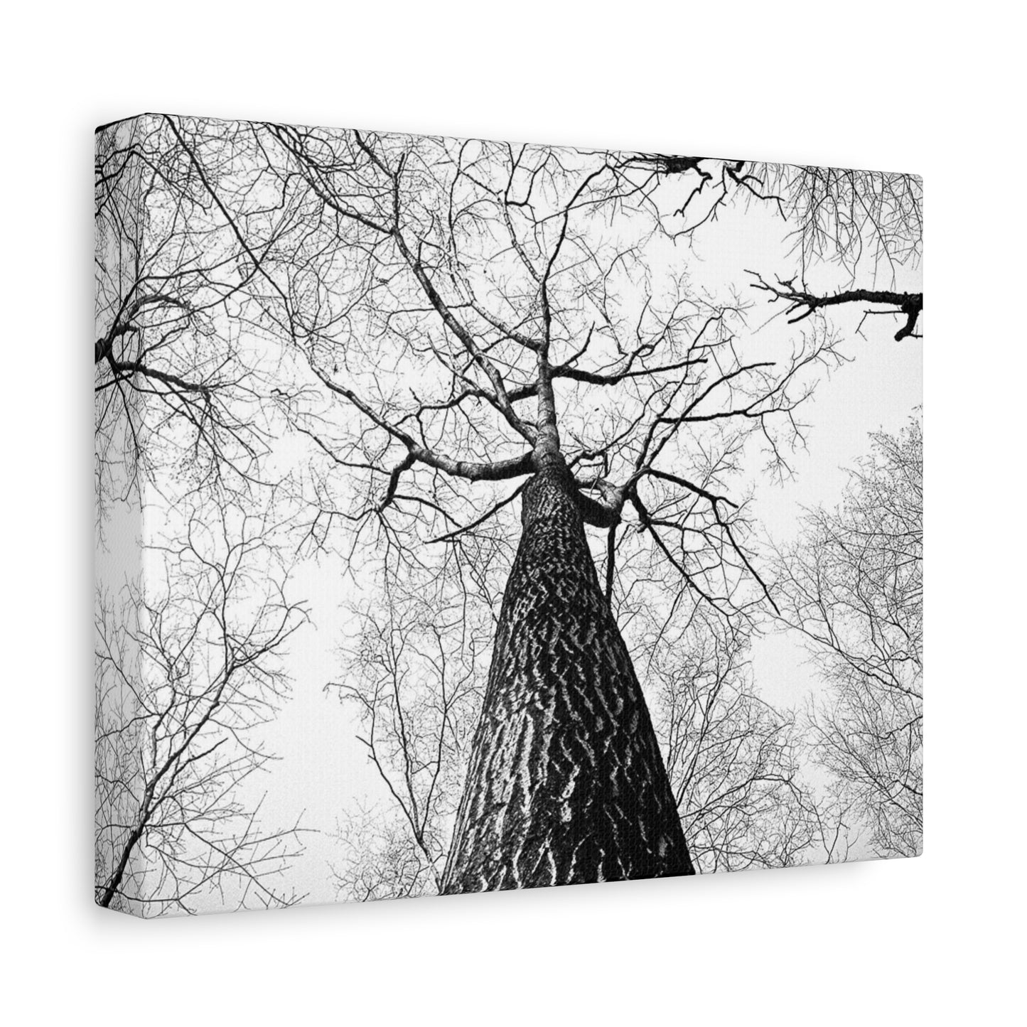 Black & White Tree Canopy Matte Canvas Wall Art — Upward Forest Photography