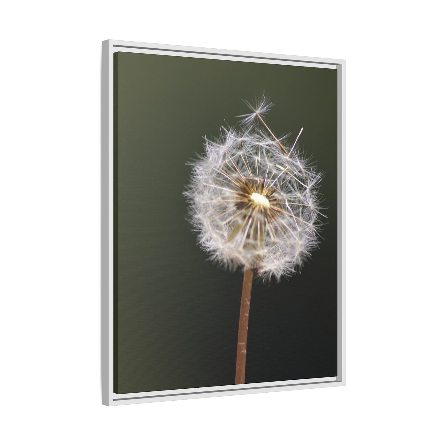 Framed Dandelion Canvas Print — Matte Botanical Wall Art
