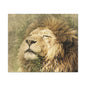 Lion Portrait Matte Canvas Print — Stretched 1.25" Wall Art