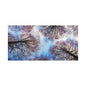 Canopy Sky Canvas Print — Winter Tree Tops Wall Art