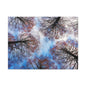 Canopy Sky Canvas Print — Winter Tree Tops Wall Art