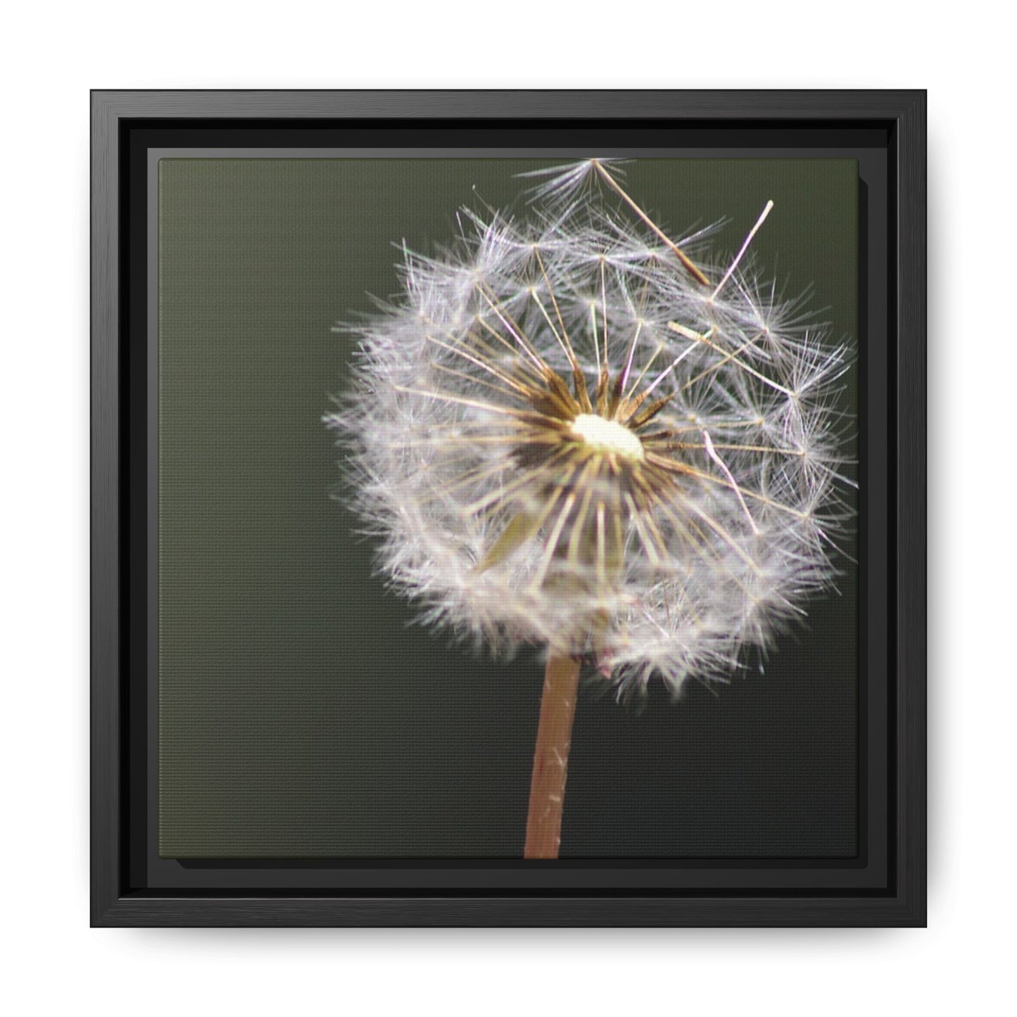 Framed Dandelion Canvas Print — Matte Botanical Wall Art