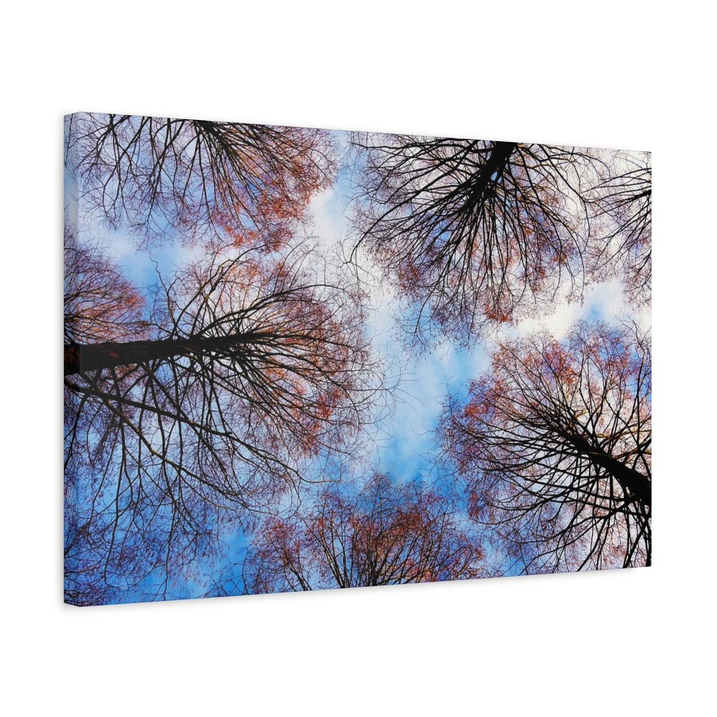 Canopy Sky Canvas Print — Winter Tree Tops Wall Art