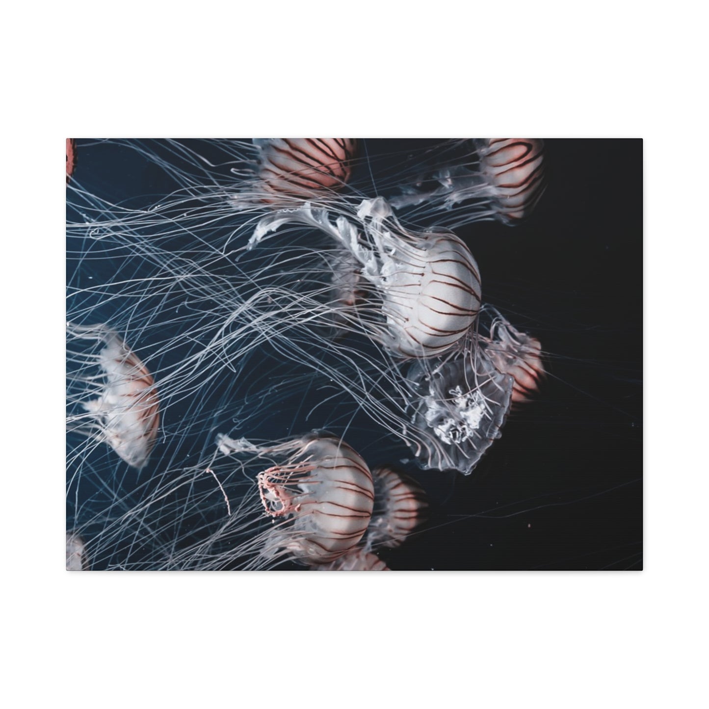 Jellyfish Swarm Matte Stretched Canvas