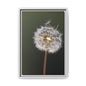 Framed Dandelion Canvas Print — Matte Botanical Wall Art