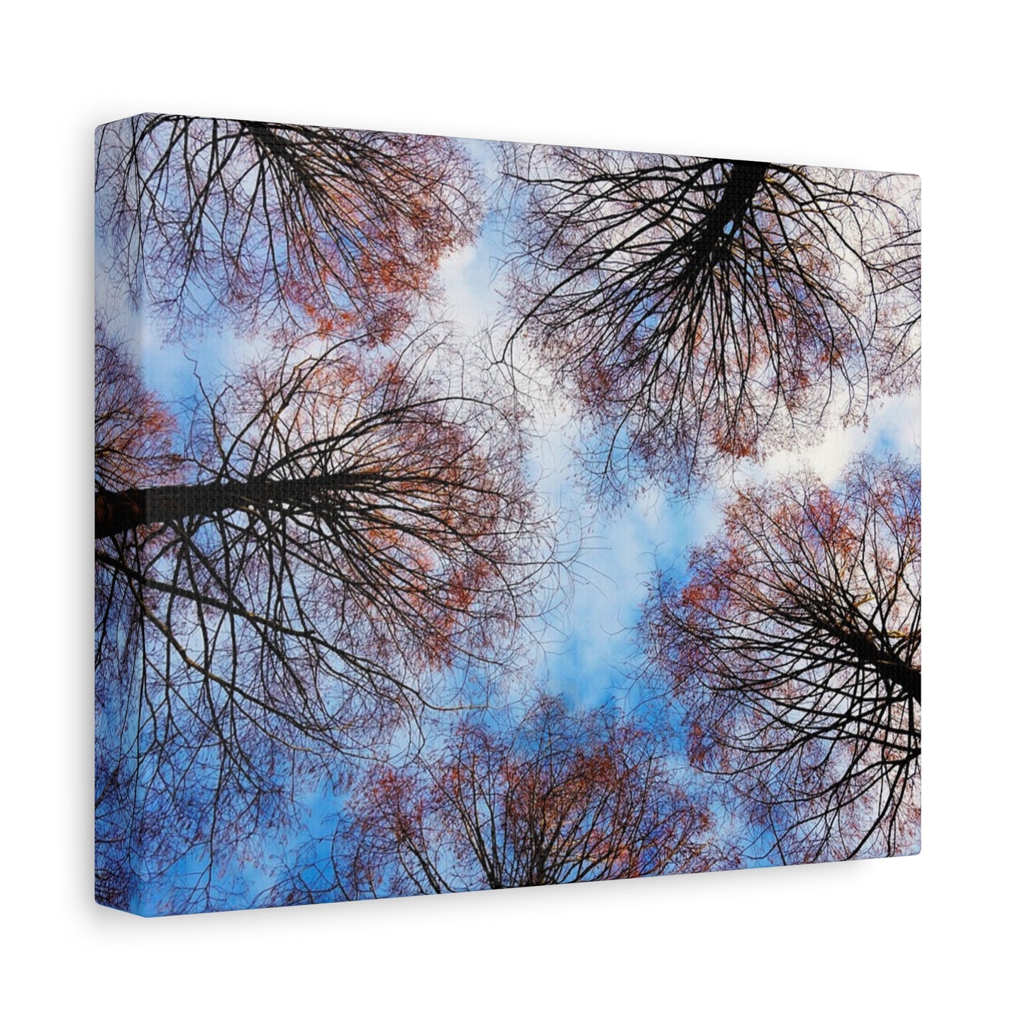 Canopy Sky Canvas Print — Winter Tree Tops Wall Art