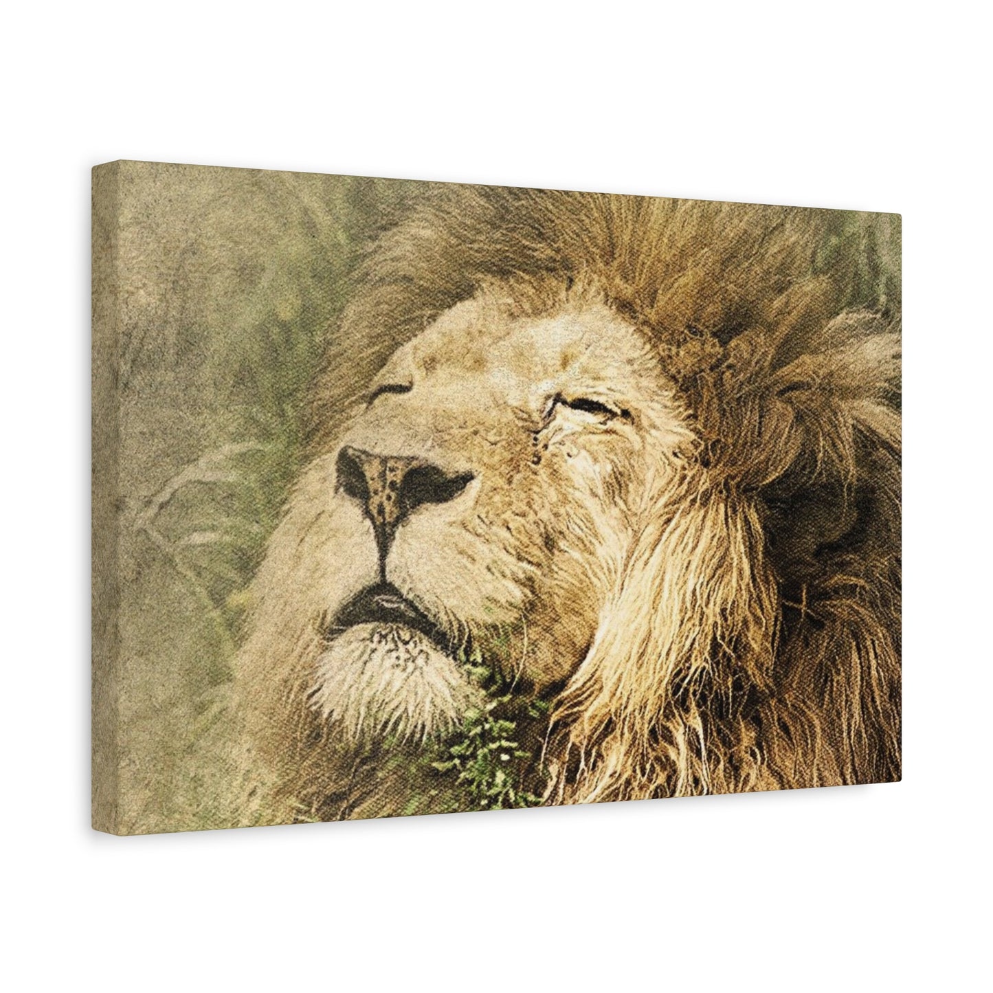 Lion Portrait Matte Canvas Print — Stretched 1.25" Wall Art
