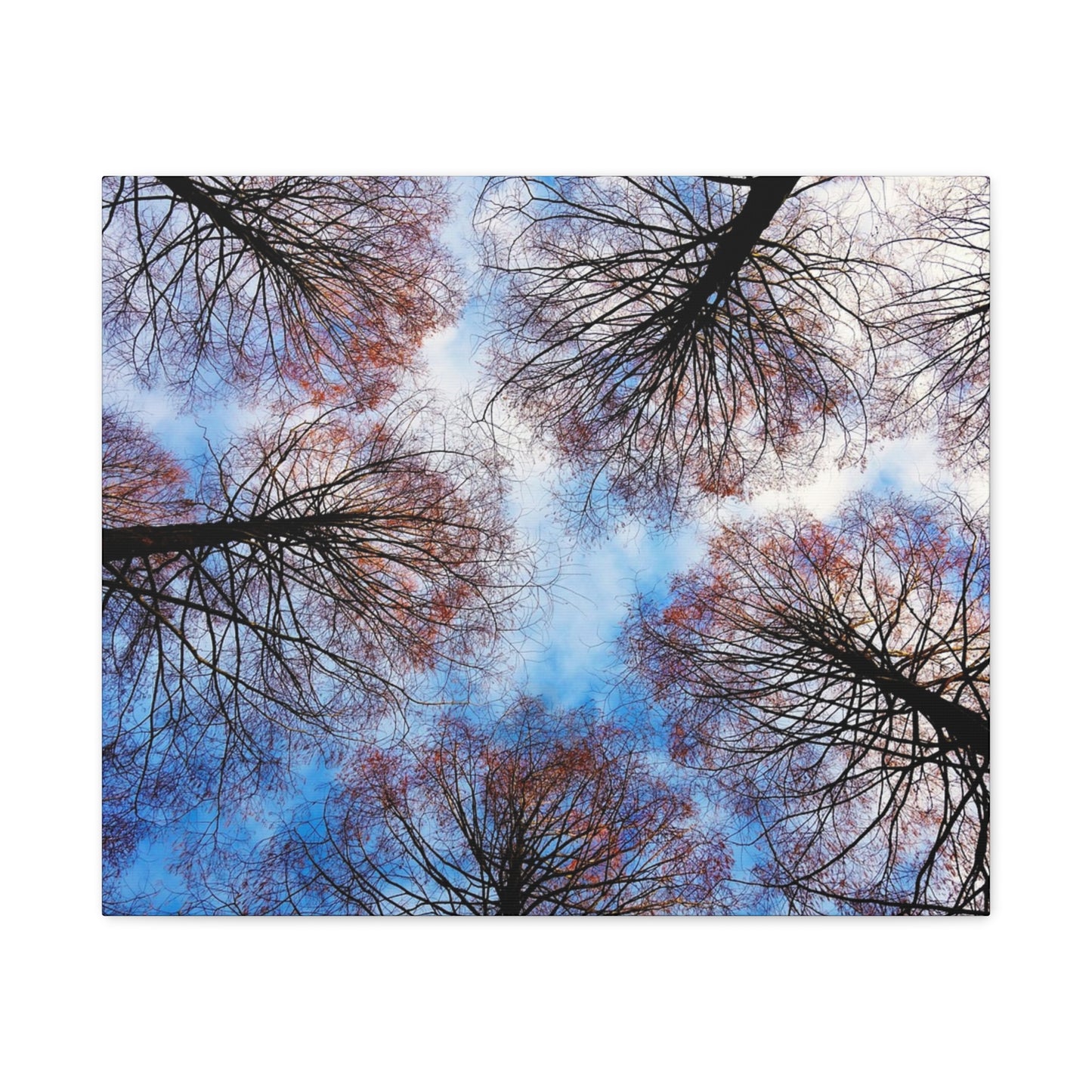 Canopy Sky Canvas Print — Winter Tree Tops Wall Art