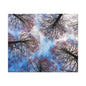 Canopy Sky Canvas Print — Winter Tree Tops Wall Art
