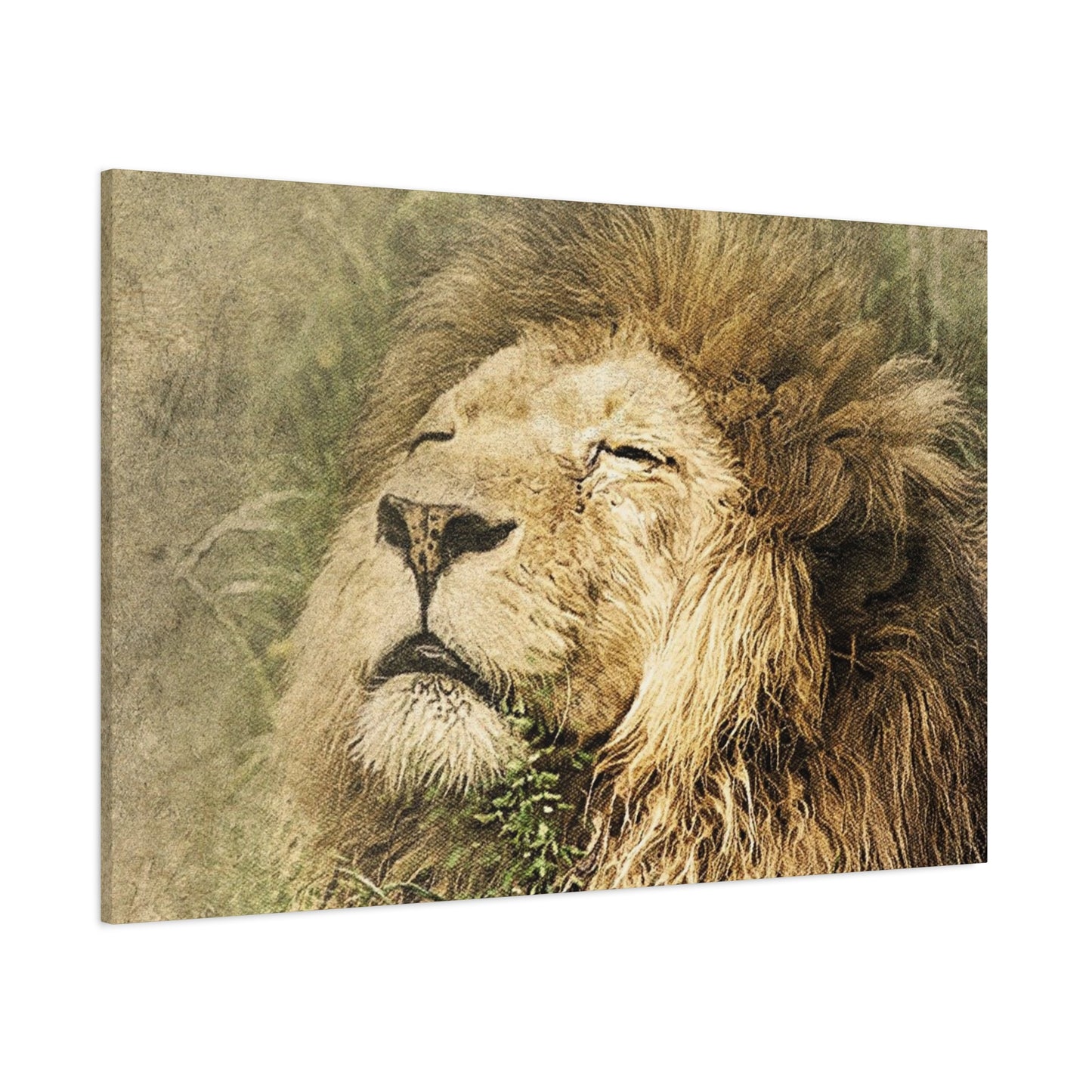 Lion Portrait Matte Canvas Print — Stretched 1.25" Wall Art
