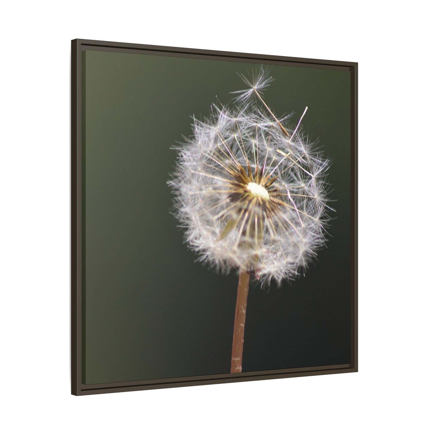 Framed Dandelion Canvas Print — Matte Botanical Wall Art