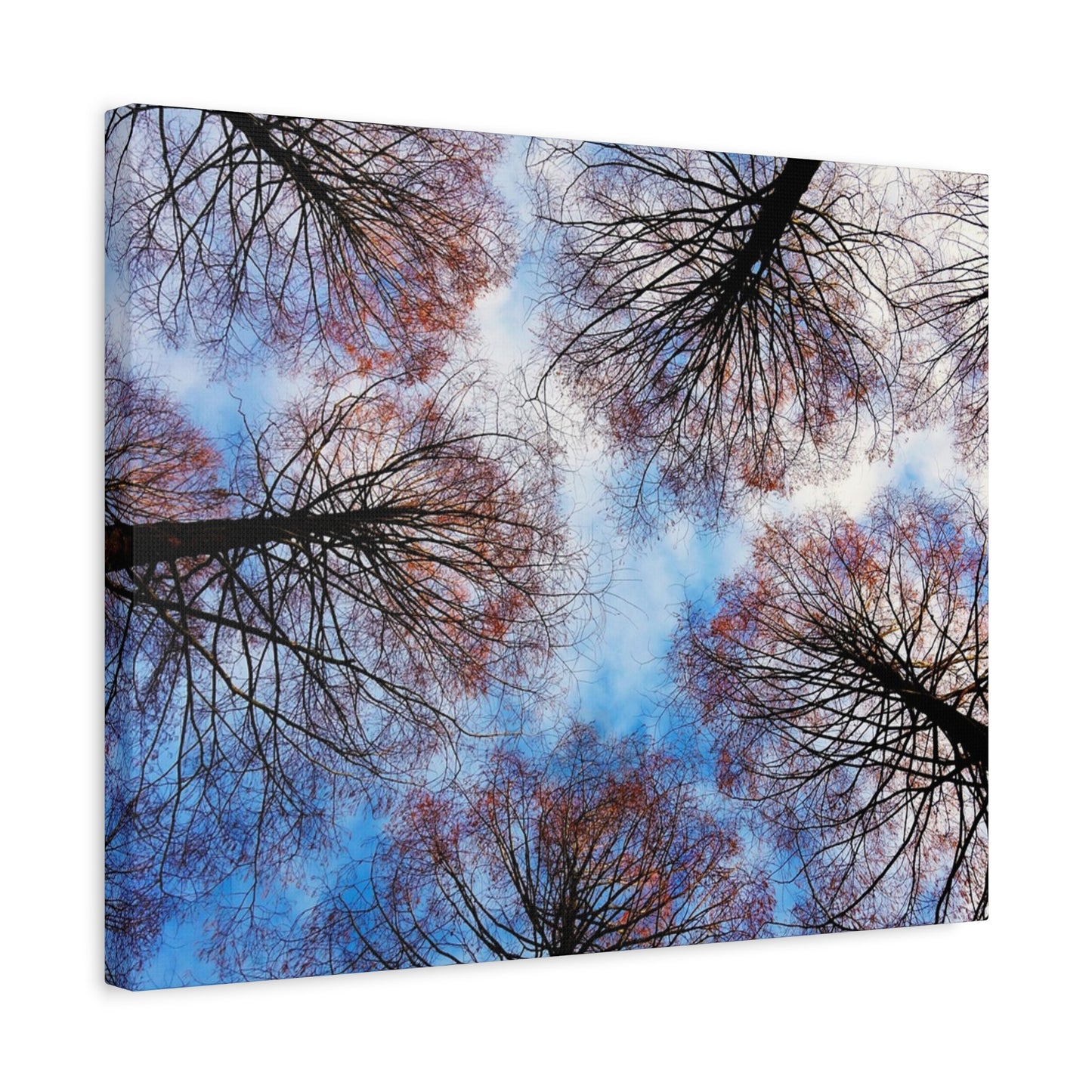 Canopy Sky Canvas Print — Winter Tree Tops Wall Art