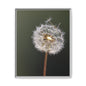 Framed Dandelion Canvas Print — Matte Botanical Wall Art