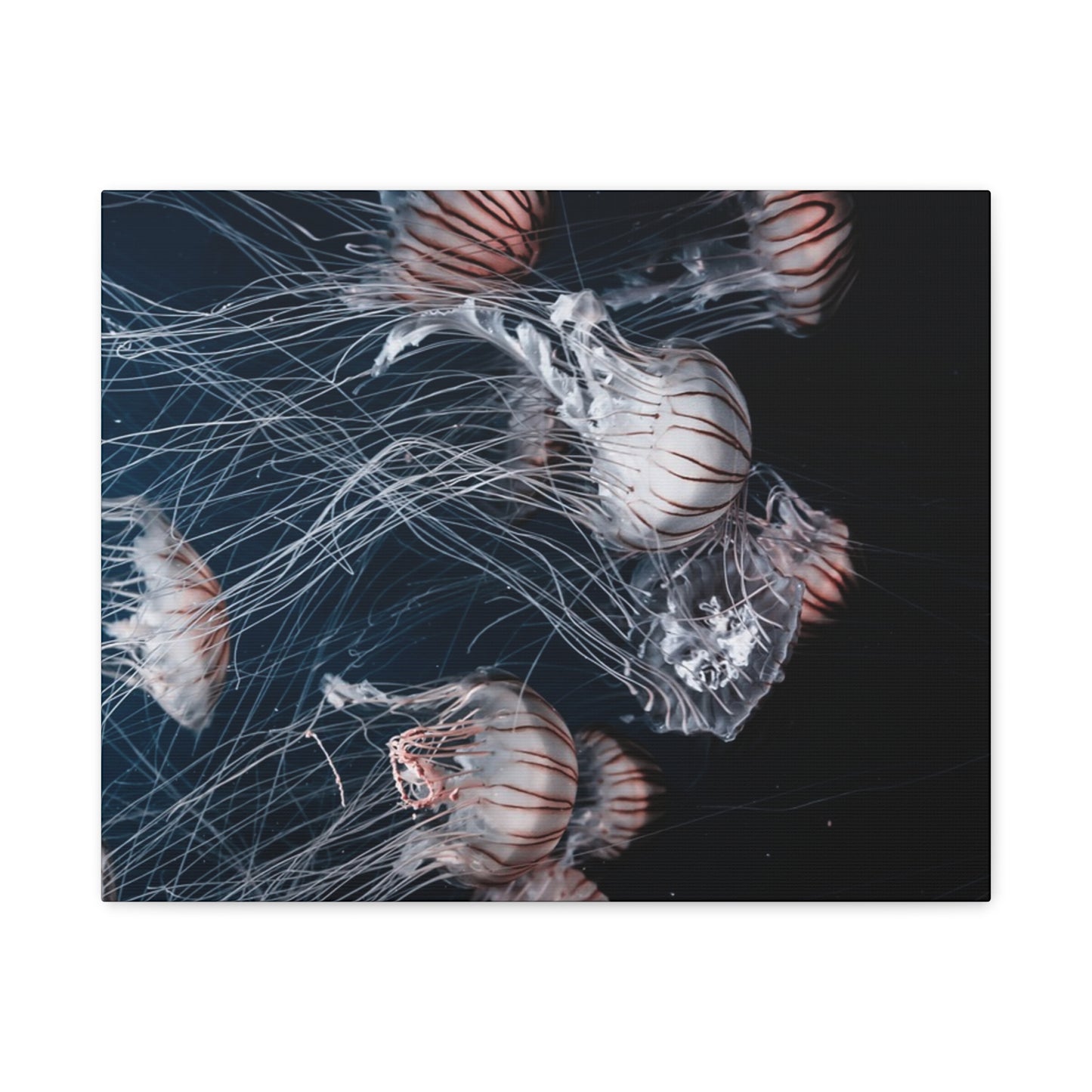 Jellyfish Swarm Matte Stretched Canvas