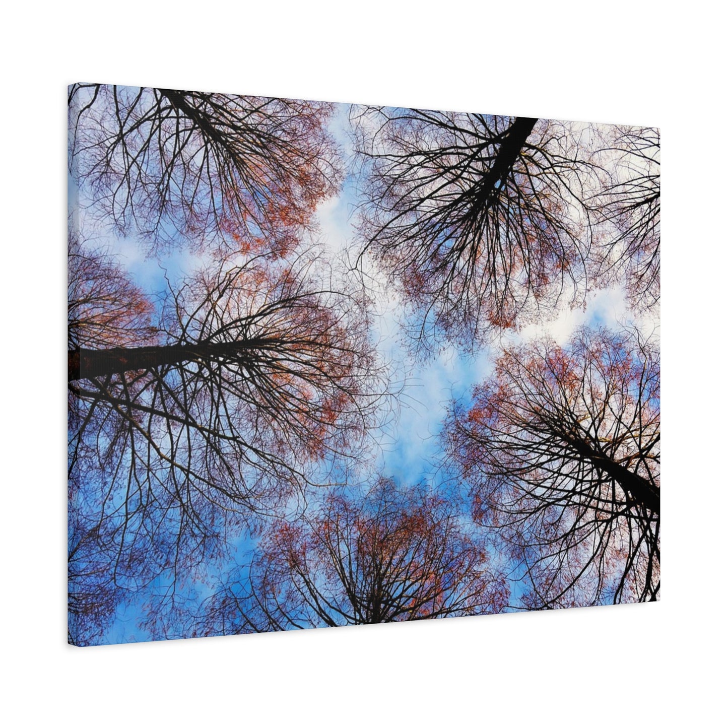 Canopy Sky Canvas Print — Winter Tree Tops Wall Art
