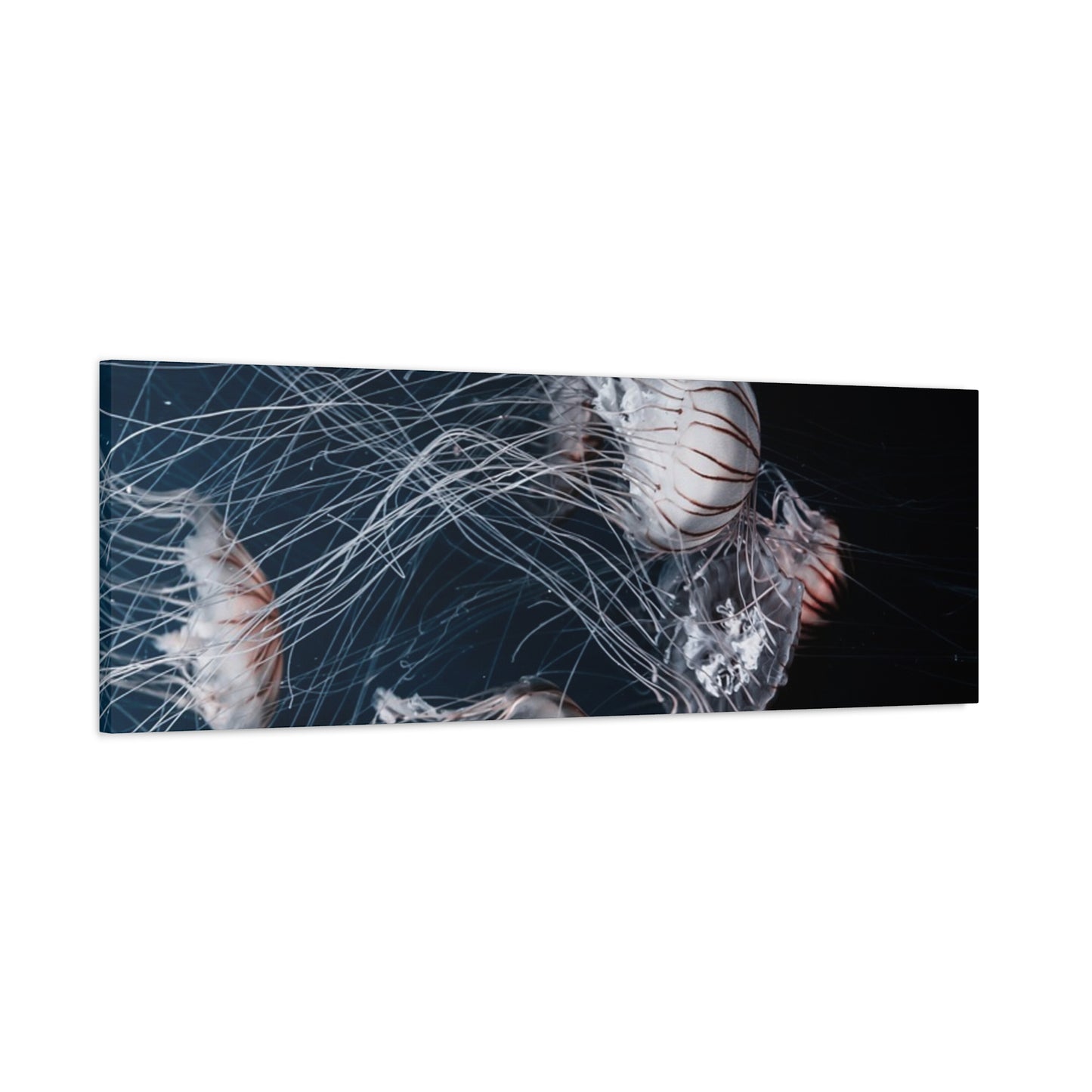 Jellyfish Swarm Matte Stretched Canvas
