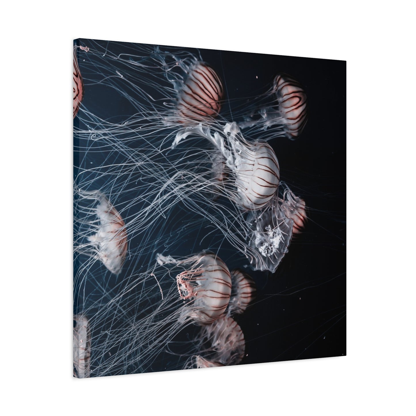 Jellyfish Swarm Matte Stretched Canvas