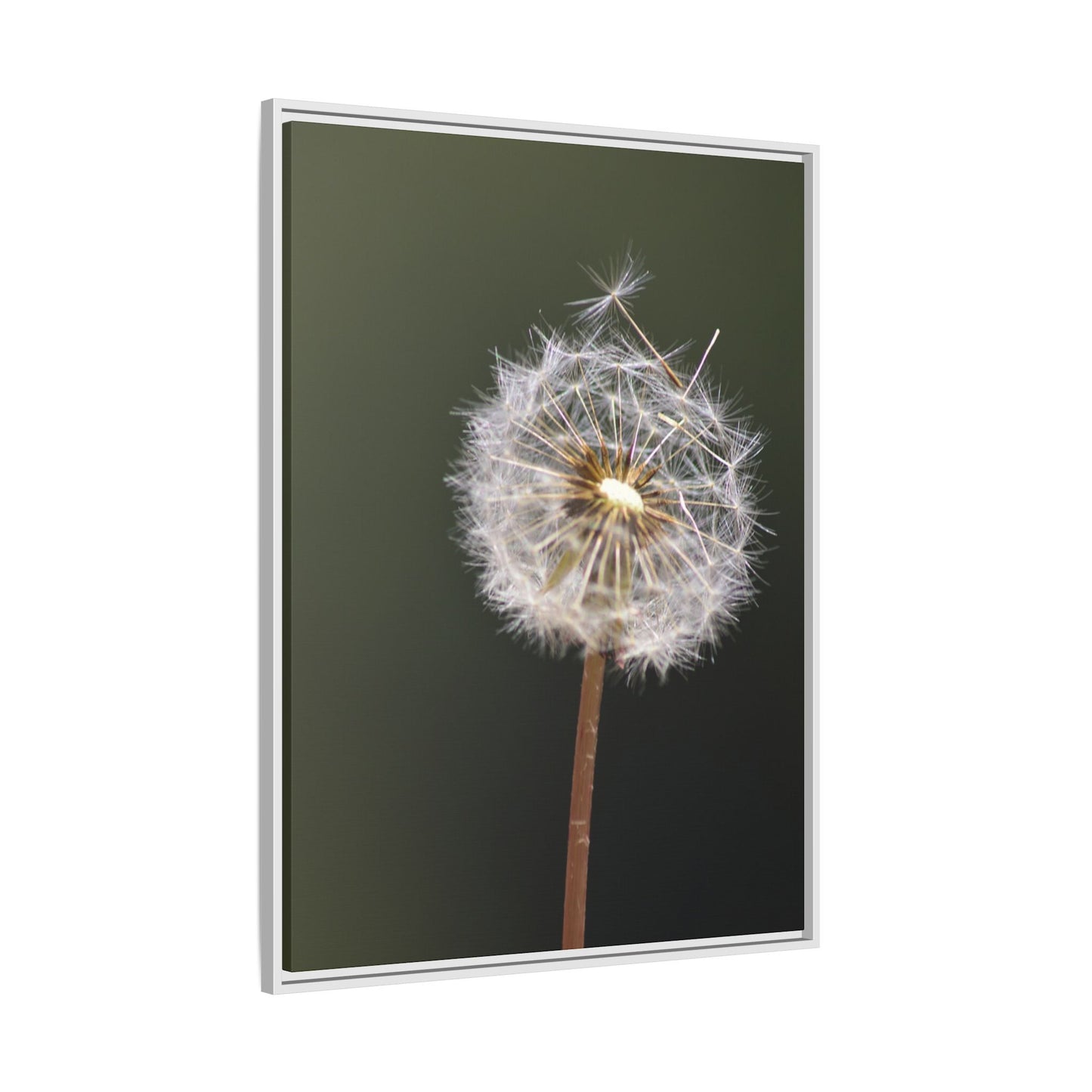 Framed Dandelion Canvas Print — Matte Botanical Wall Art