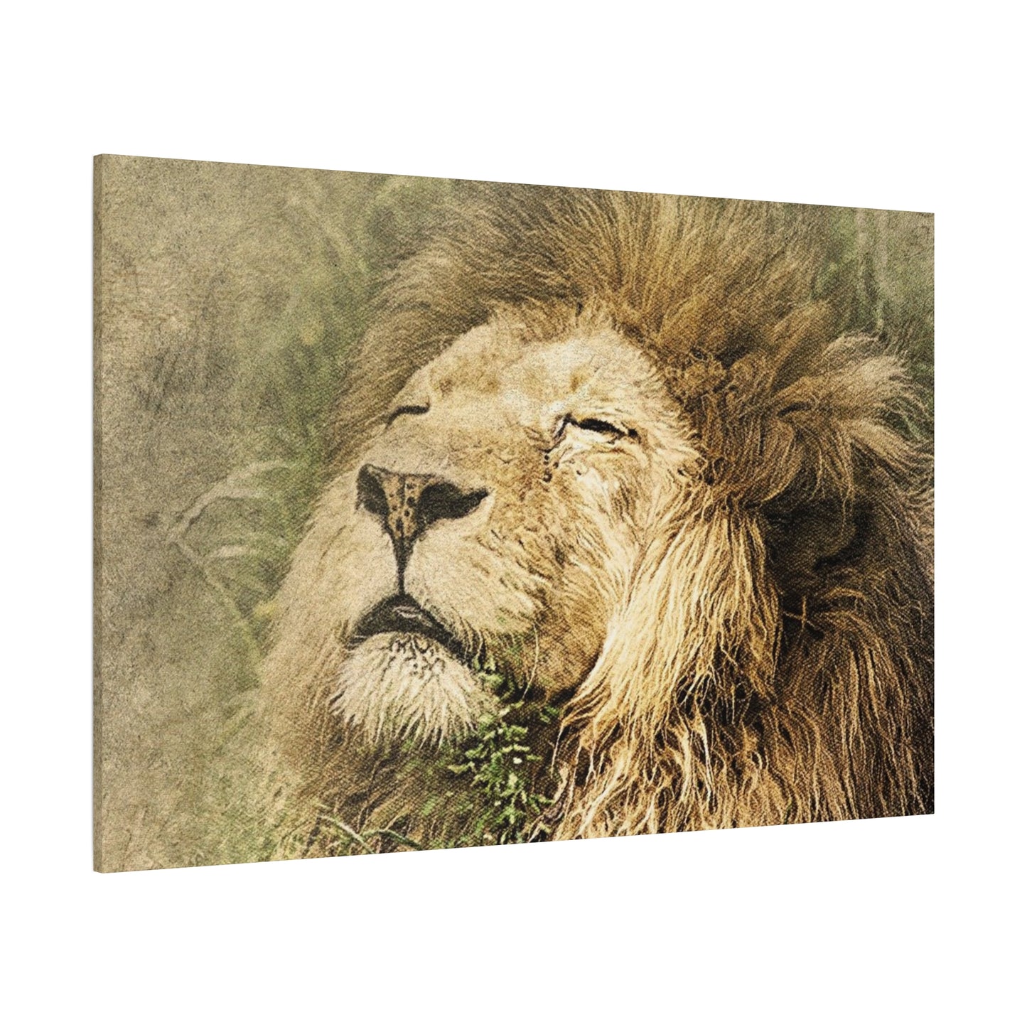 Lion Portrait Matte Canvas Print — Stretched 1.25" Wall Art