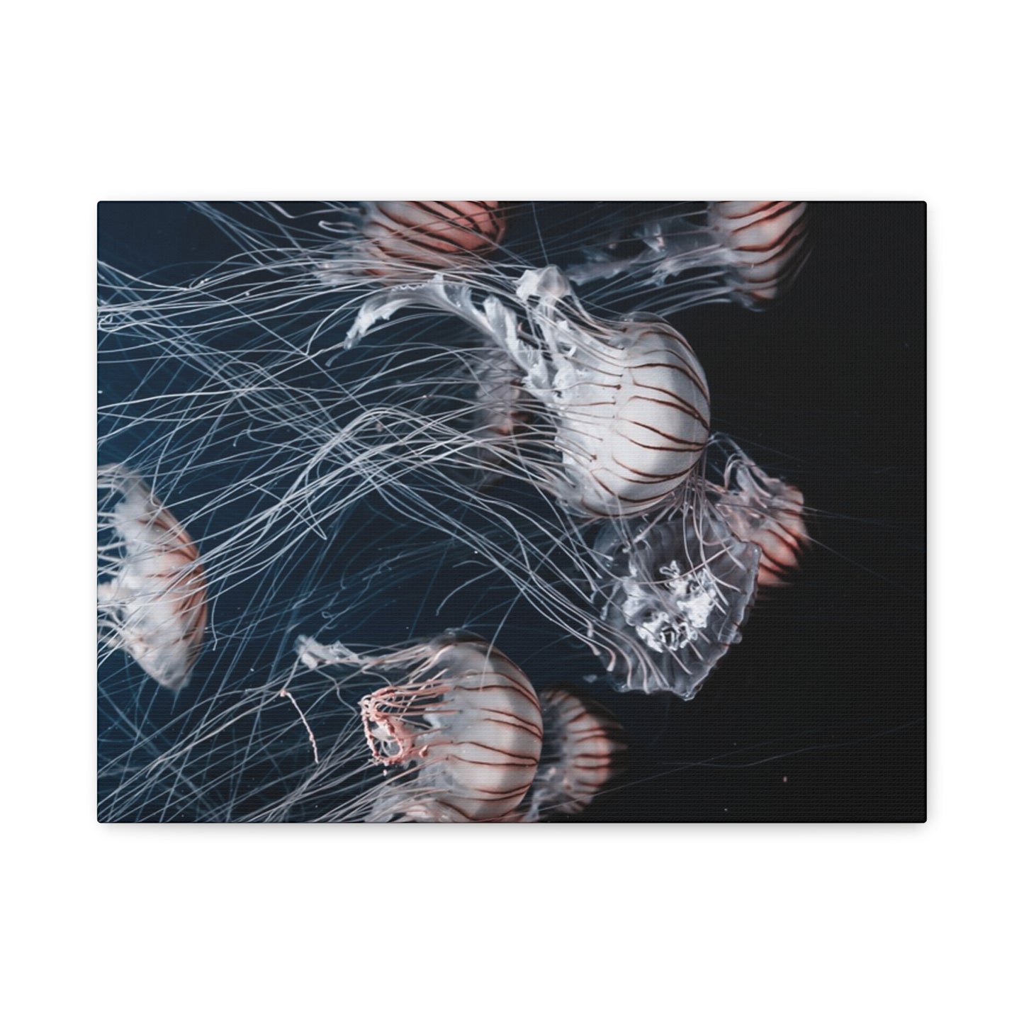 Jellyfish Swarm Matte Stretched Canvas