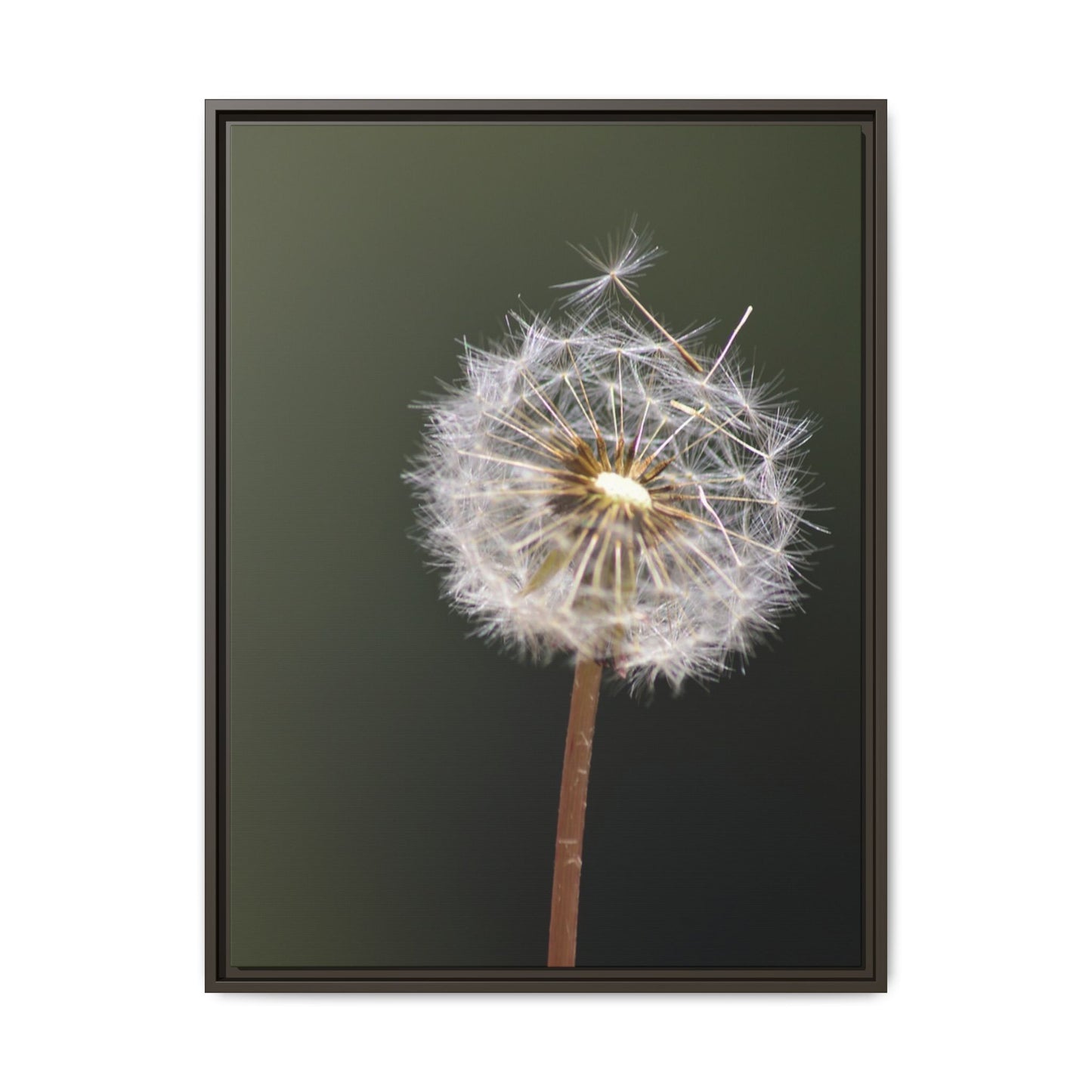 Framed Dandelion Canvas Print — Matte Botanical Wall Art