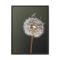 Framed Dandelion Canvas Print — Matte Botanical Wall Art