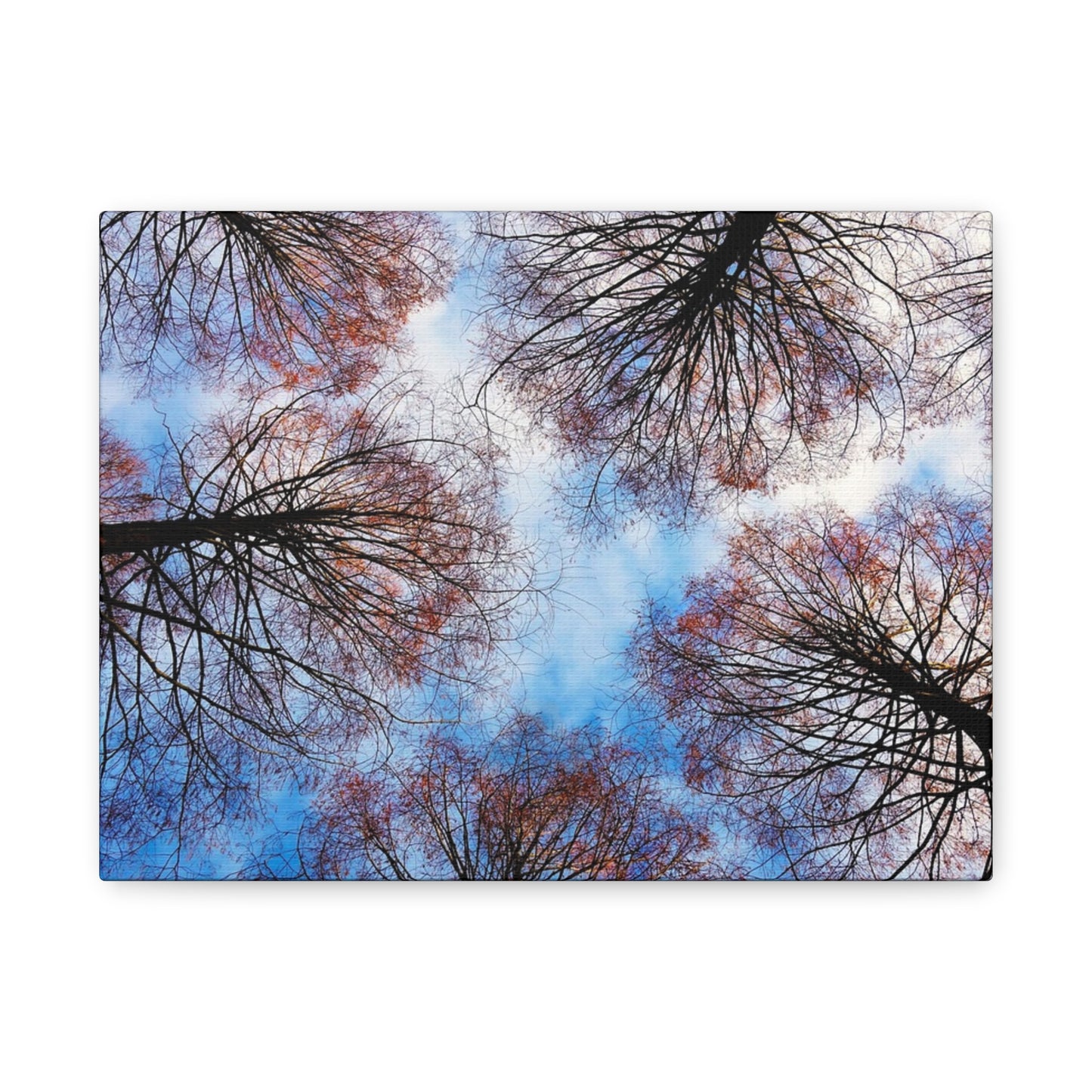 Canopy Sky Canvas Print — Winter Tree Tops Wall Art