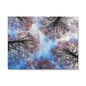 Canopy Sky Canvas Print — Winter Tree Tops Wall Art