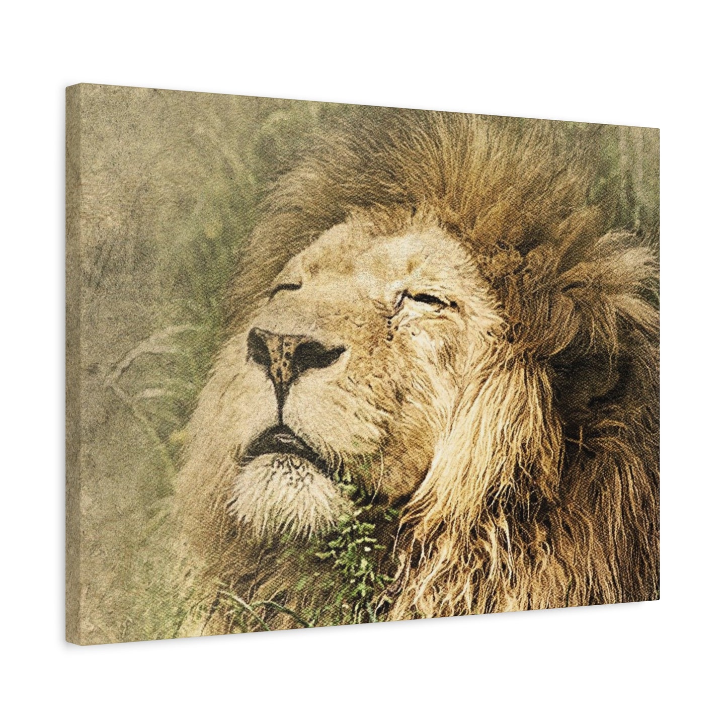 Lion Portrait Matte Canvas Print — Stretched 1.25" Wall Art
