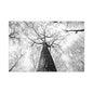 Black & White Tree Canopy Matte Canvas Wall Art — Upward Forest Photography