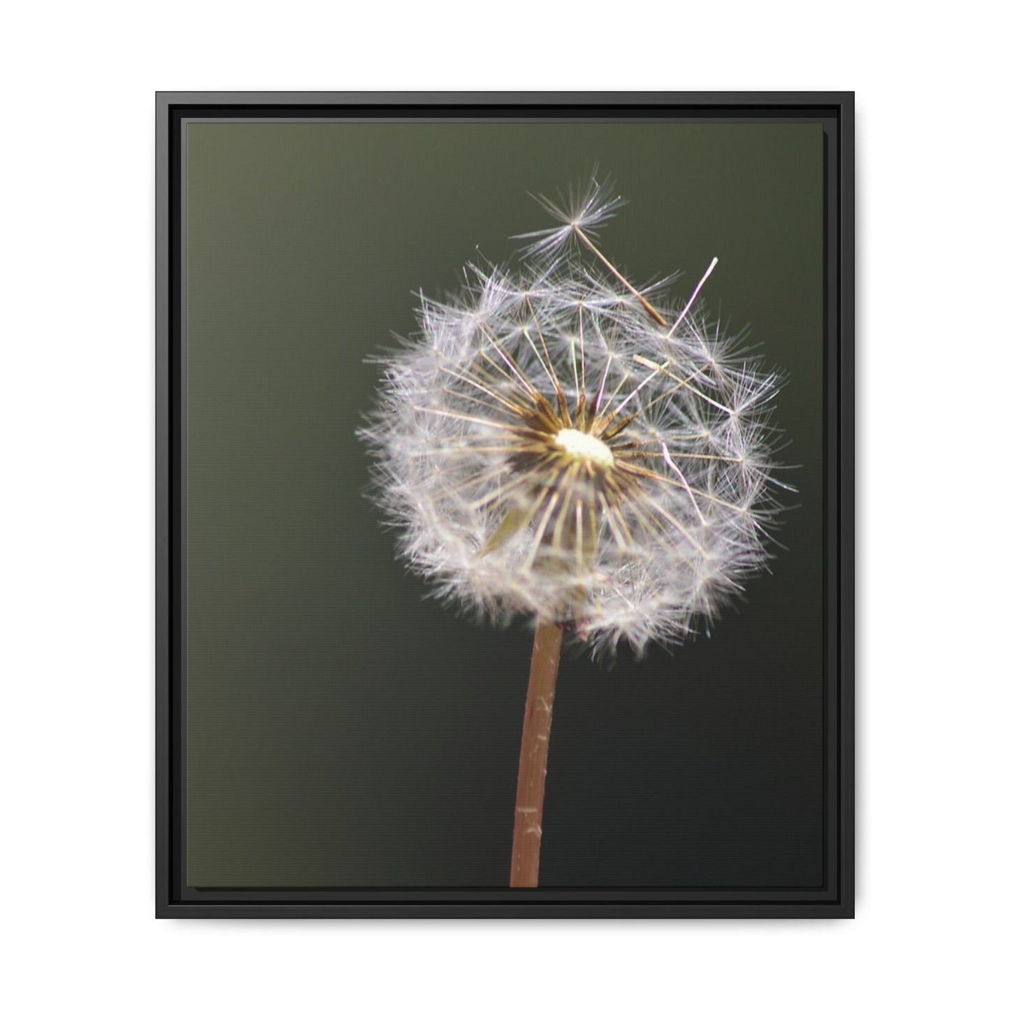 Framed Dandelion Canvas Print — Matte Botanical Wall Art