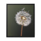 Framed Dandelion Canvas Print — Matte Botanical Wall Art