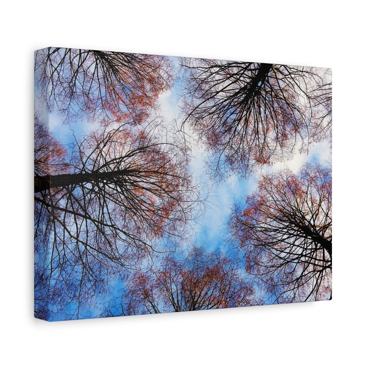 Canopy Sky Canvas Print — Winter Tree Tops Wall Art
