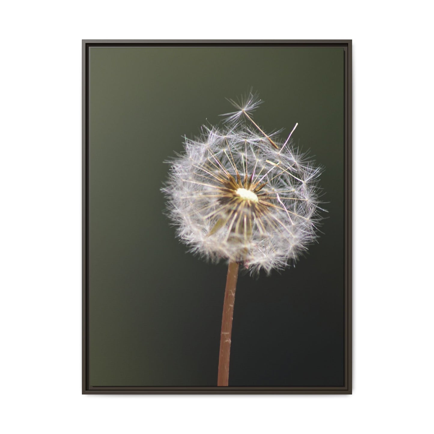 Framed Dandelion Canvas Print — Matte Botanical Wall Art