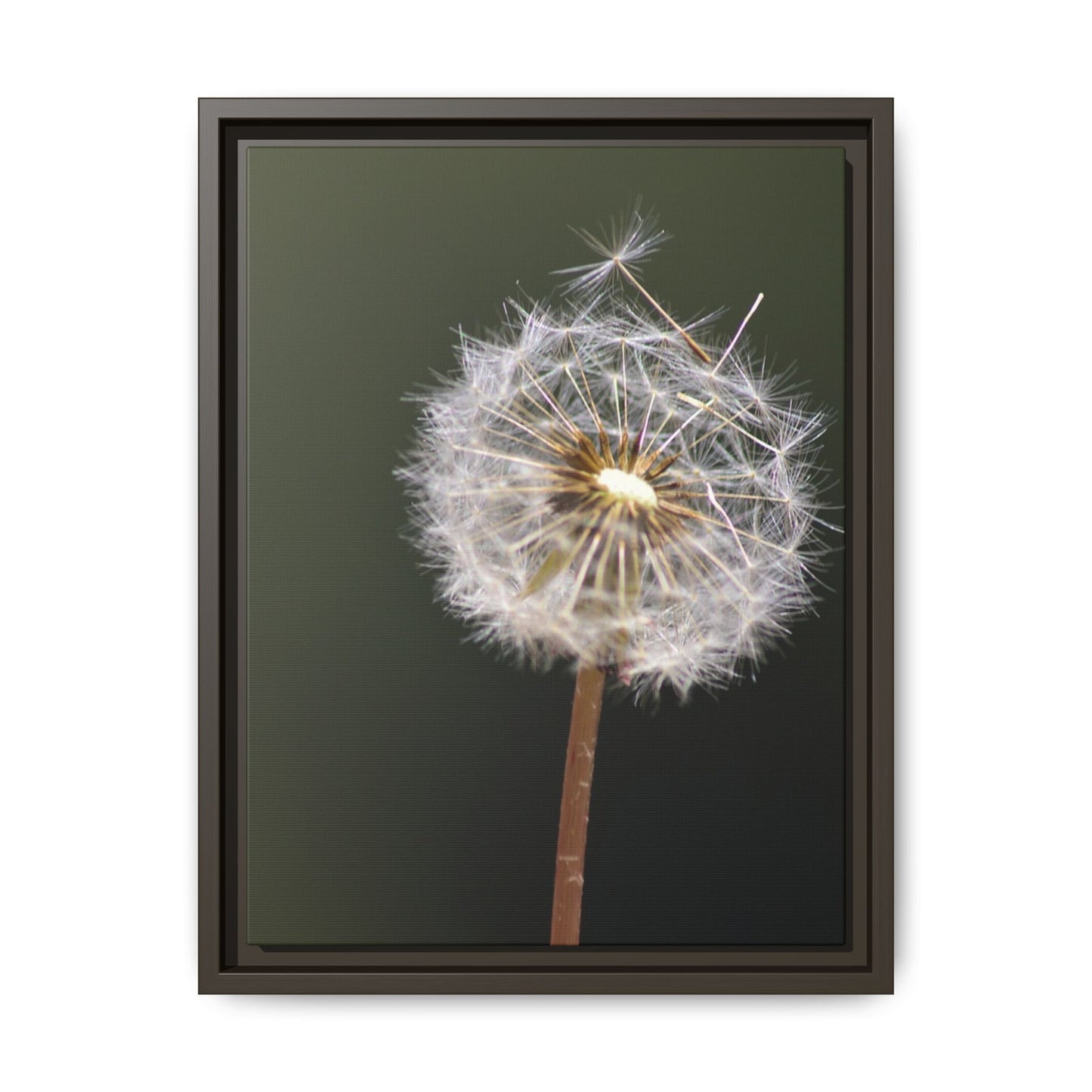Framed Dandelion Canvas Print — Matte Botanical Wall Art