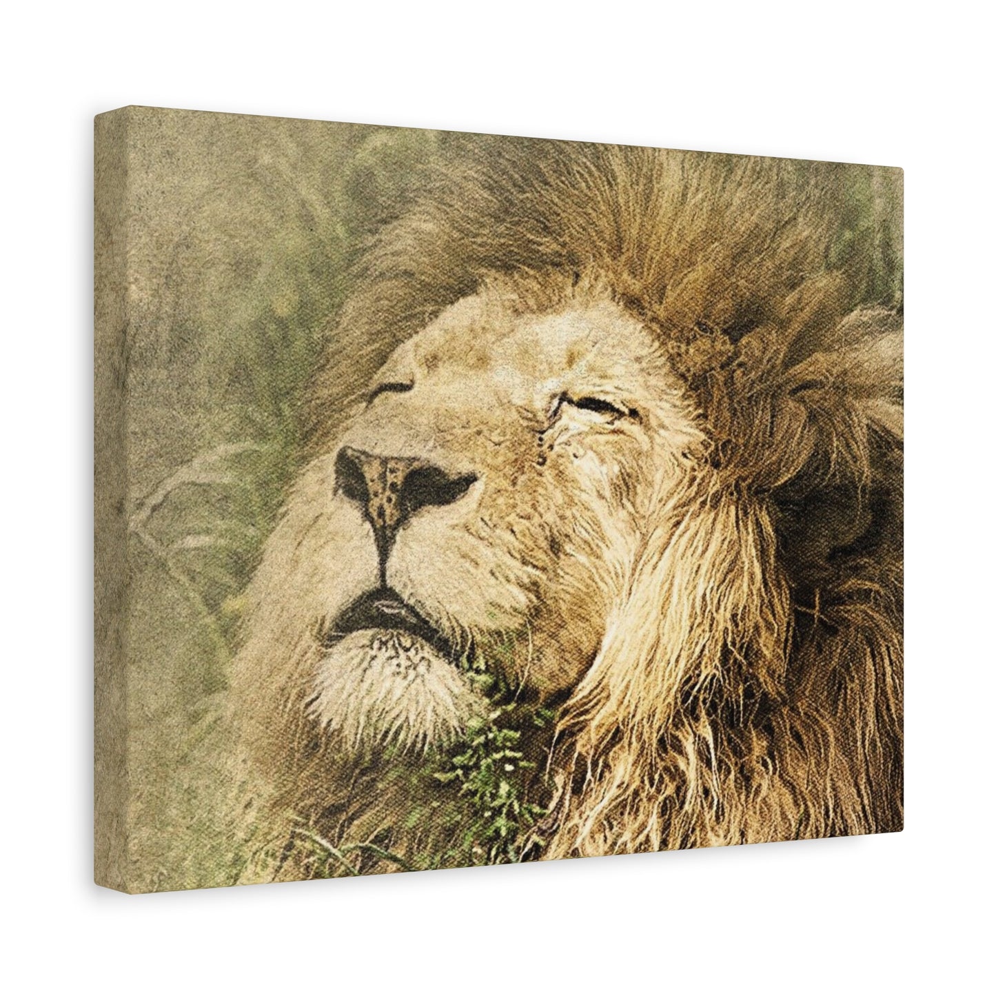 Lion Portrait Matte Canvas Print — Stretched 1.25" Wall Art