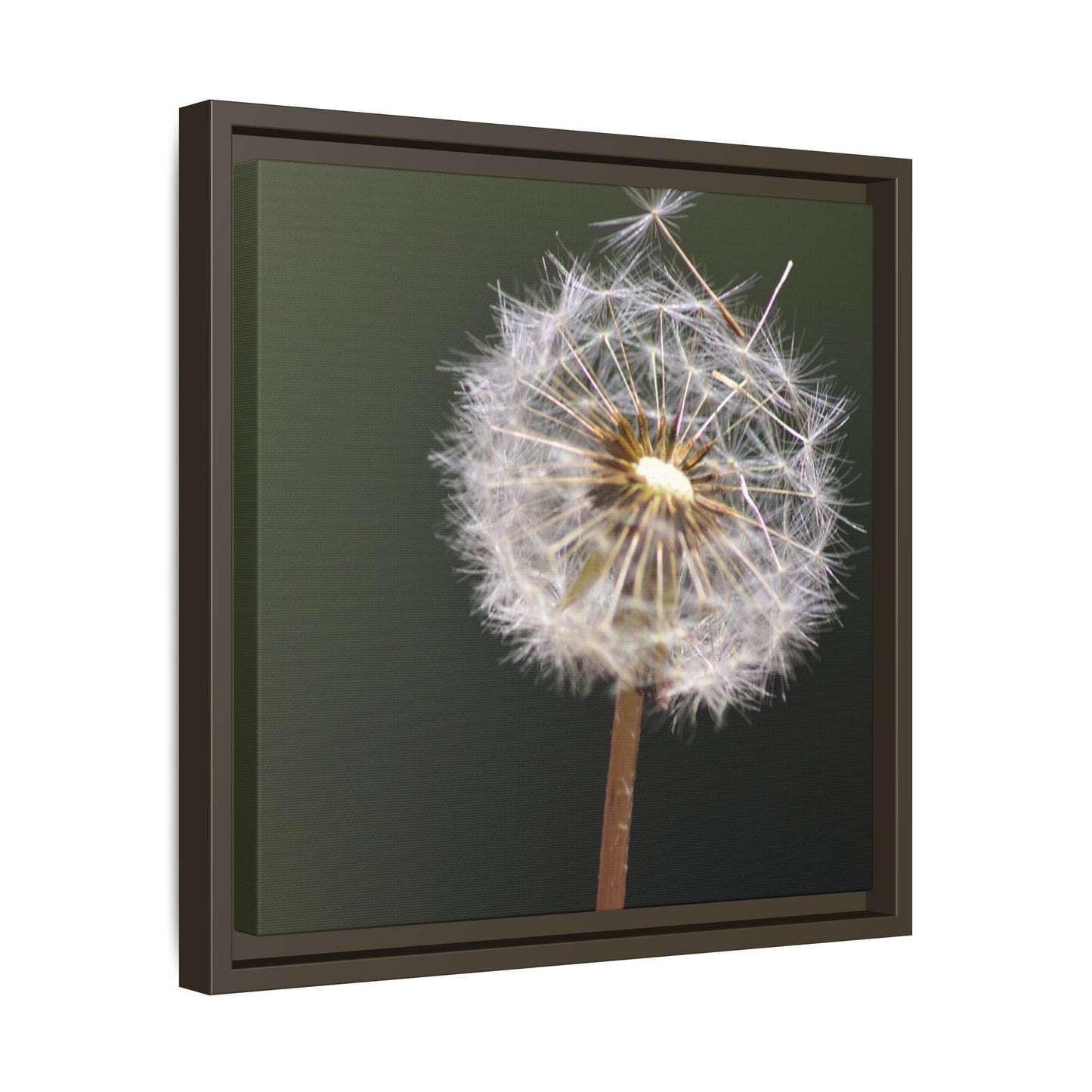 Framed Dandelion Canvas Print — Matte Botanical Wall Art